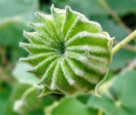  Fruit-Schizocarp (Young)